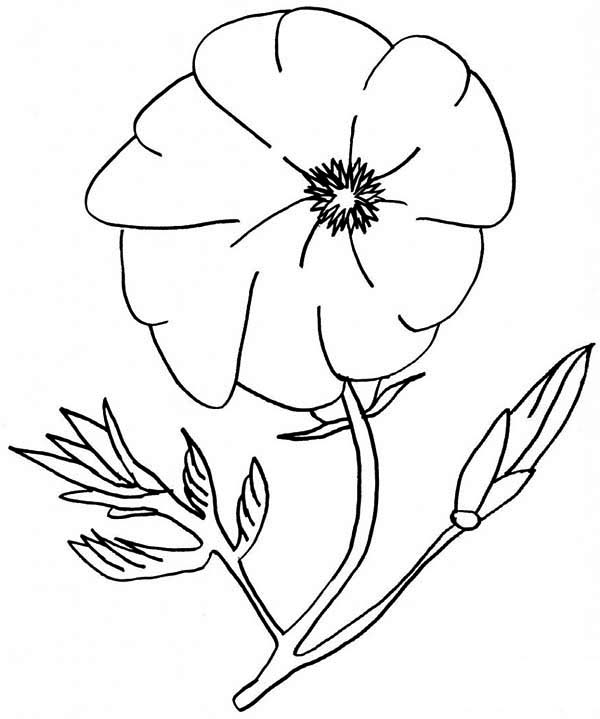 着色页: 罂粟 (自然) #162494 - 免费可打印着色页