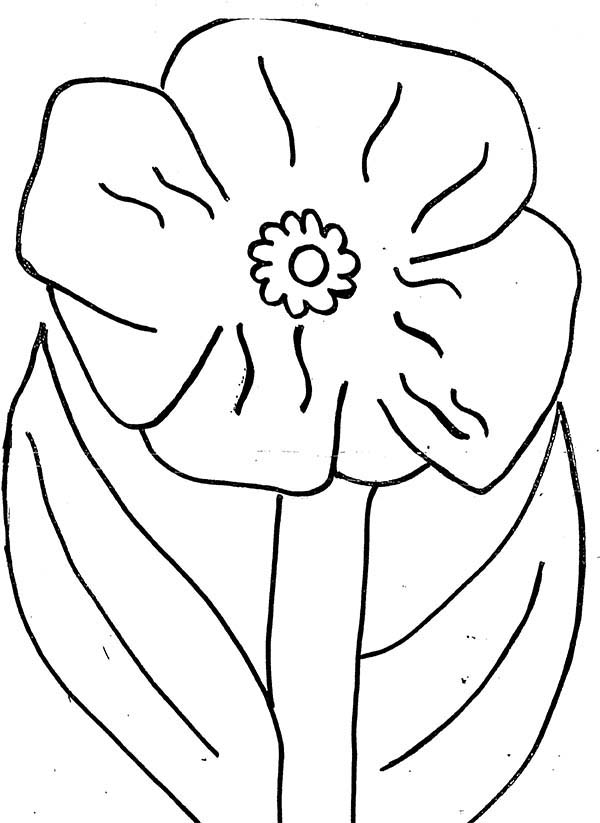 着色页: 罂粟 (自然) #162503 - 免费可打印着色页