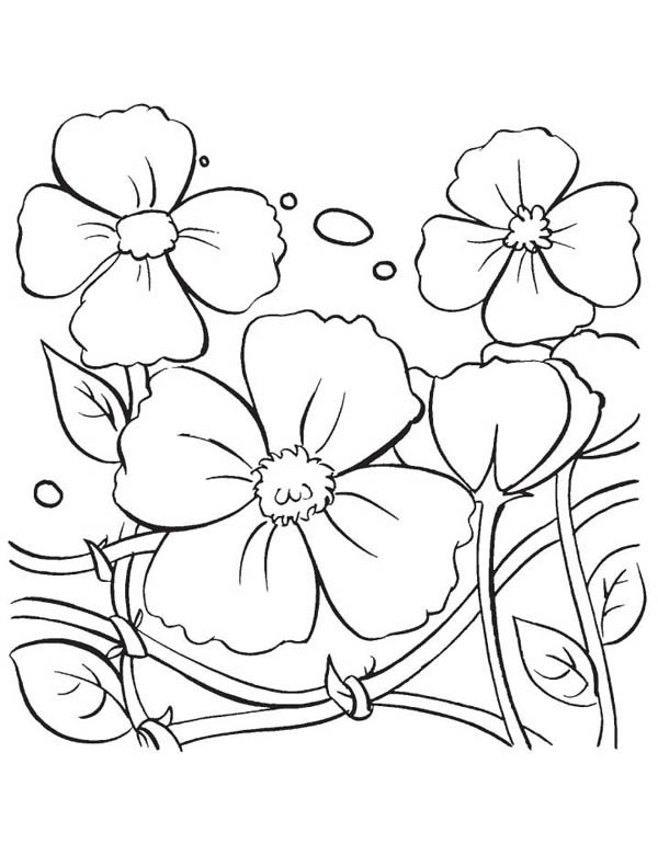着色页: 罂粟 (自然) #162509 - 免费可打印着色页
