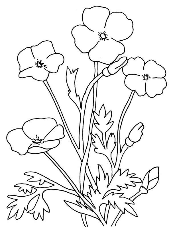 着色页: 罂粟 (自然) #162512 - 免费可打印着色页
