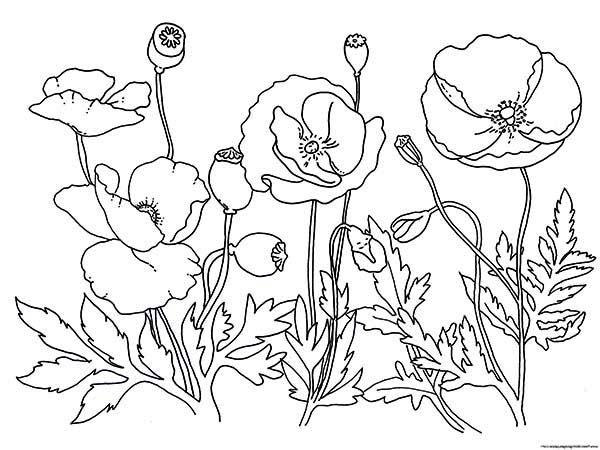 着色页: 罂粟 (自然) #162513 - 免费可打印着色页
