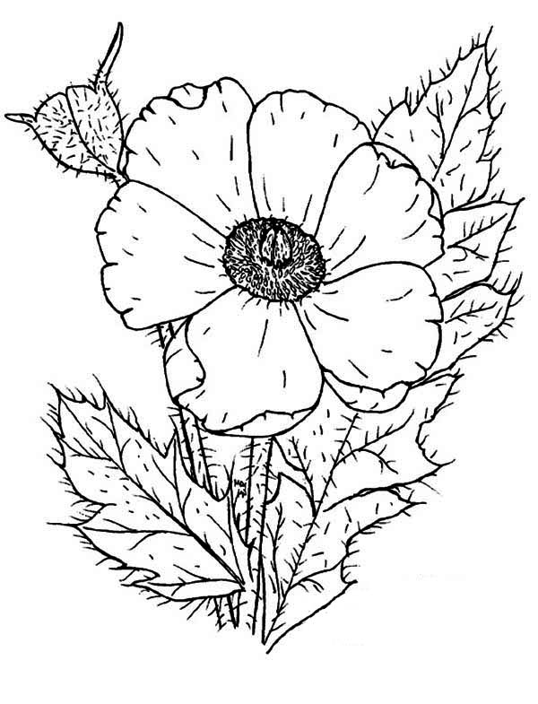 着色页: 罂粟 (自然) #162523 - 免费可打印着色页