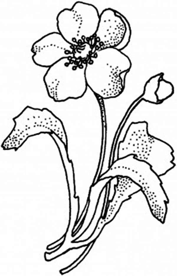 着色页: 罂粟 (自然) #162533 - 免费可打印着色页