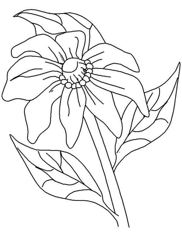 着色页: 罂粟 (自然) #162550 - 免费可打印着色页