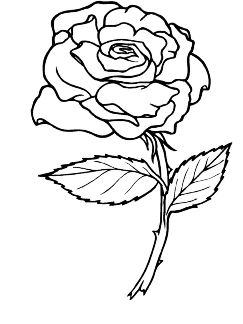 着色页: 玫瑰 (自然) #161864 - 免费可打印着色页