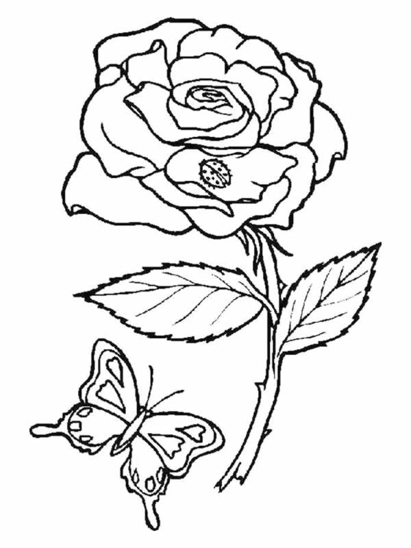 着色页: 玫瑰 (自然) #161885 - 免费可打印着色页