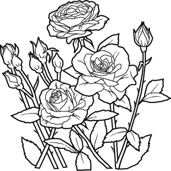 着色页: 玫瑰 (自然) #161888 - 免费可打印着色页