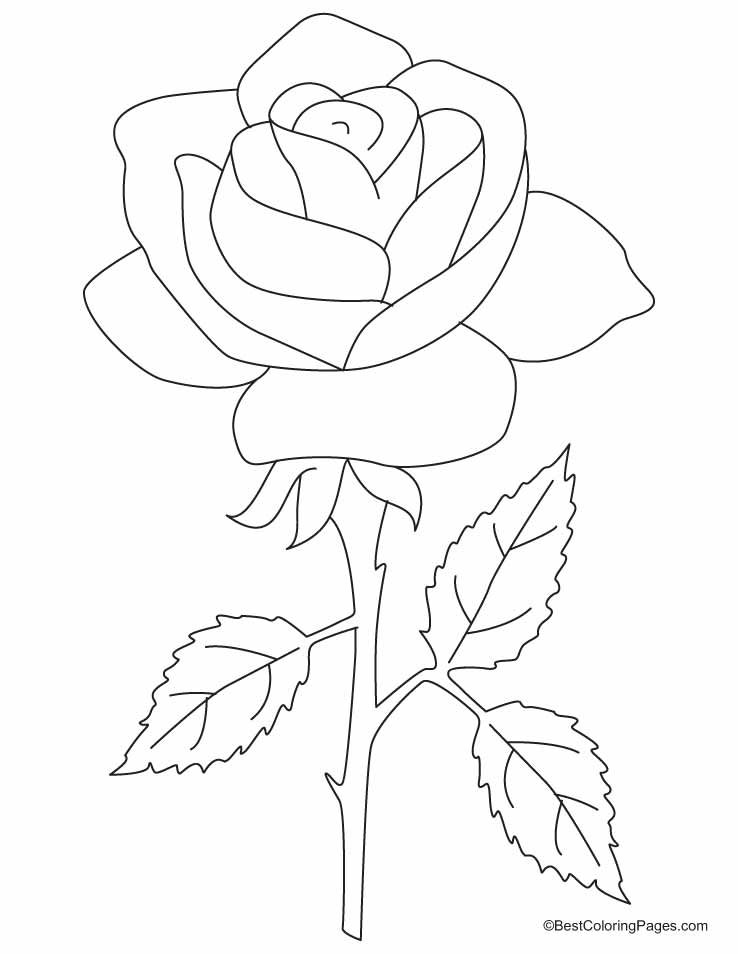 着色页: 玫瑰 (自然) #161893 - 免费可打印着色页