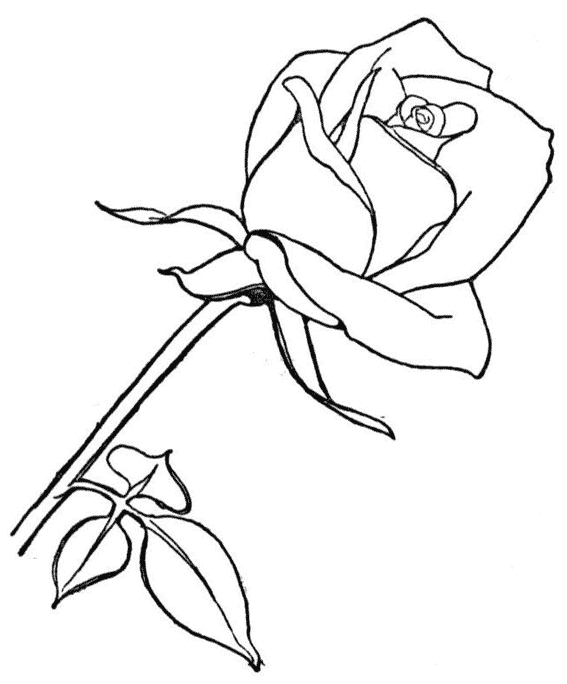 着色页: 玫瑰 (自然) #161906 - 免费可打印着色页