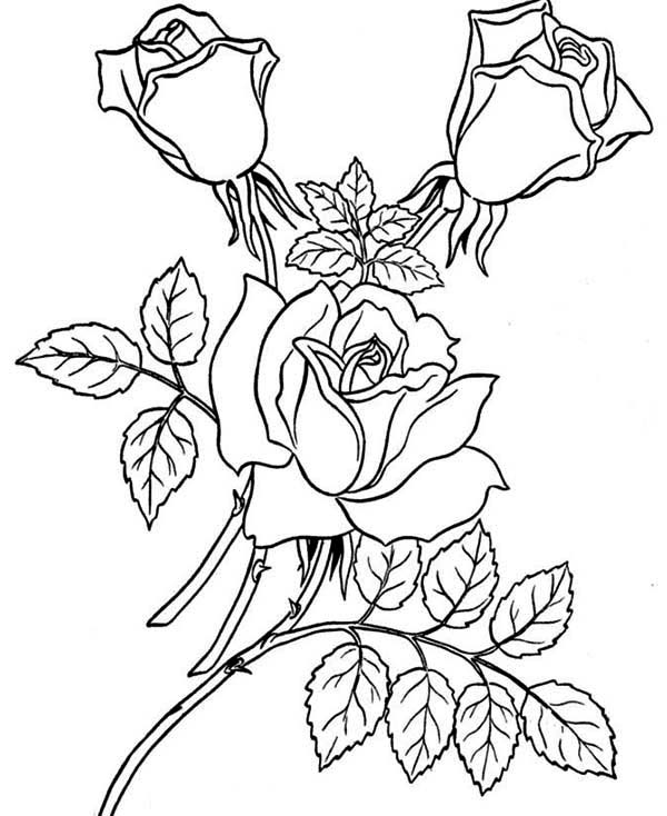 着色页: 玫瑰 (自然) #161918 - 免费可打印着色页