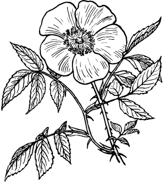 着色页: 玫瑰 (自然) #161921 - 免费可打印着色页