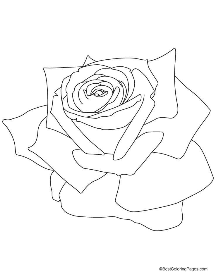着色页: 玫瑰 (自然) #161938 - 免费可打印着色页