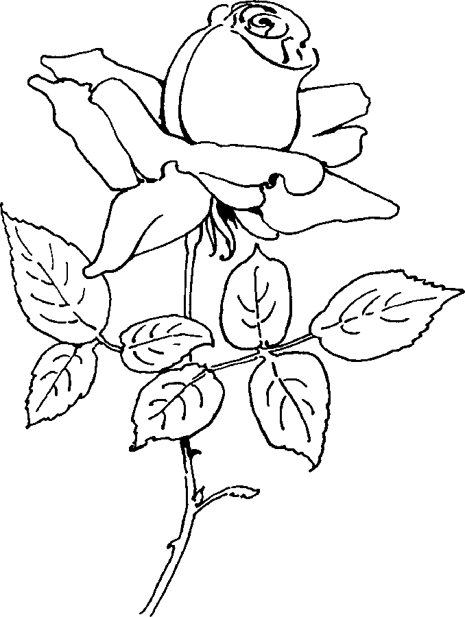着色页: 玫瑰 (自然) #161981 - 免费可打印着色页