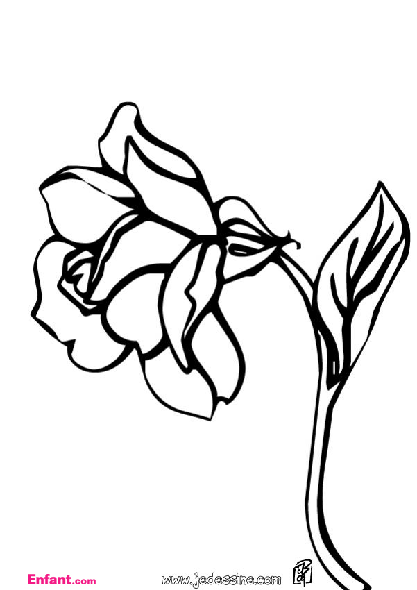 着色页: 玫瑰 (自然) #162026 - 免费可打印着色页