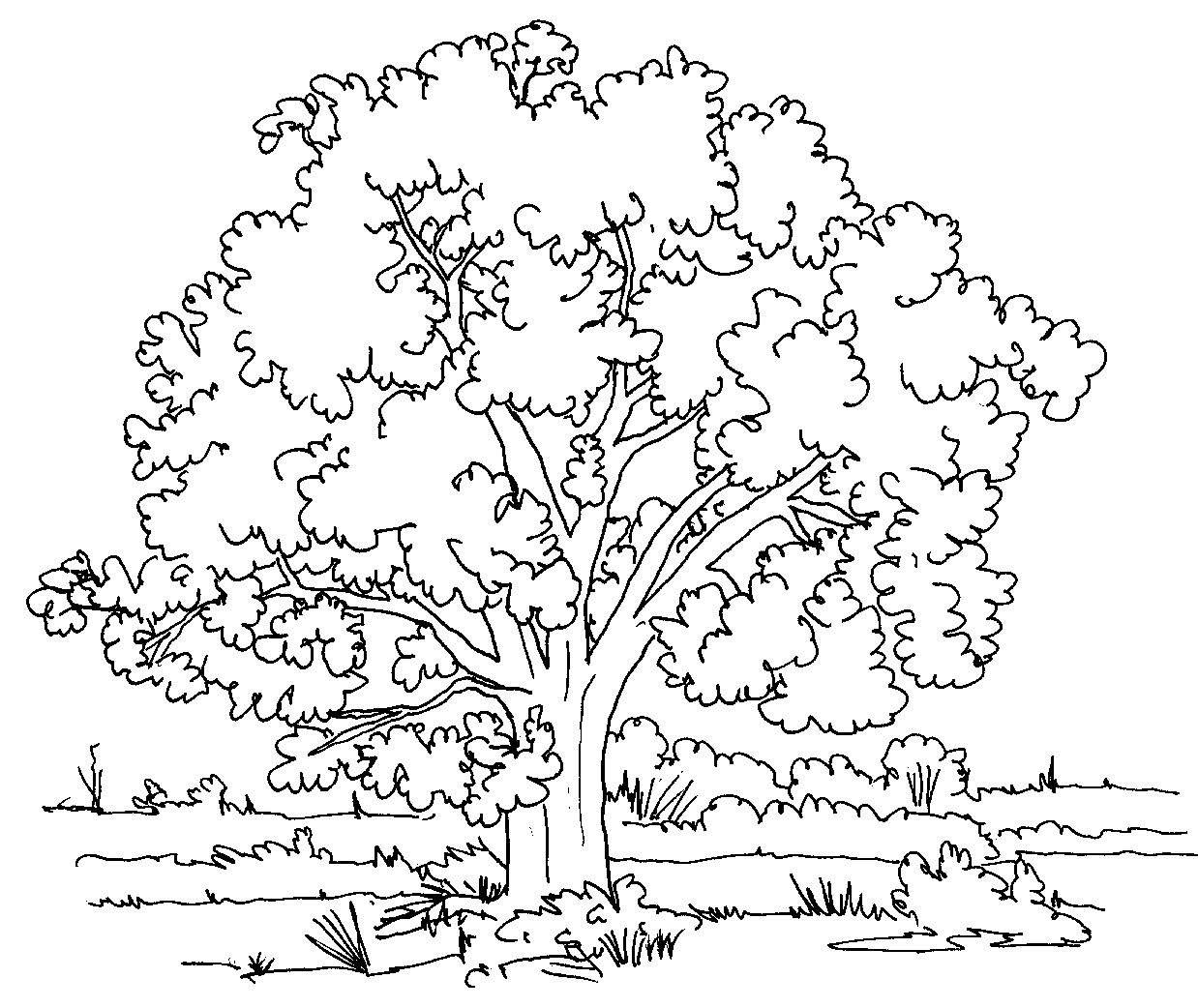 着色页: 树 (自然) #154668 - 免费可打印着色页