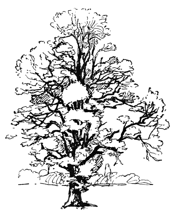 着色页: 树 (自然) #154743 - 免费可打印着色页