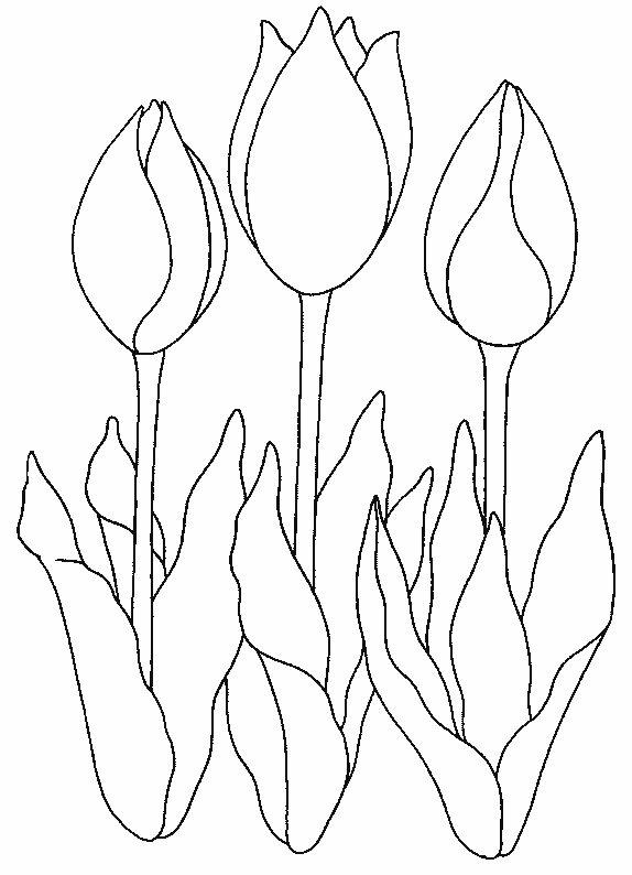 着色页: 郁金香 (自然) #161674 - 免费可打印着色页