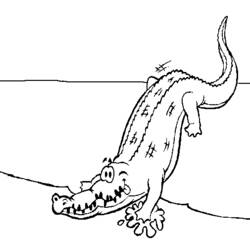 着色页: 短吻鳄 (动物) #387 - 免费可打印着色页