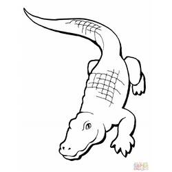 着色页: 短吻鳄 (动物) #414 - 免费可打印着色页