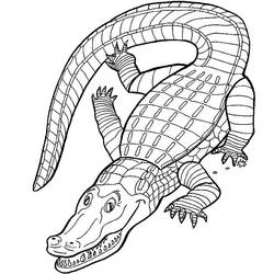 着色页: 短吻鳄 (动物) #434 - 免费可打印着色页