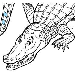 着色页: 短吻鳄 (动物) #474 - 免费可打印着色页