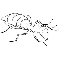 着色页: 蚂蚁 (动物) #6918 - 免费可打印着色页
