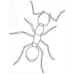 着色页: 蚂蚁 (动物) #6921 - 免费可打印着色页