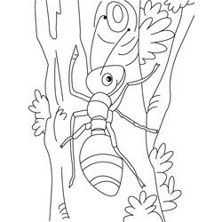 着色页: 蚂蚁 (动物) #6957 - 免费可打印着色页