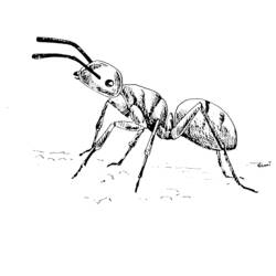着色页: 蚂蚁 (动物) #6963 - 免费可打印着色页