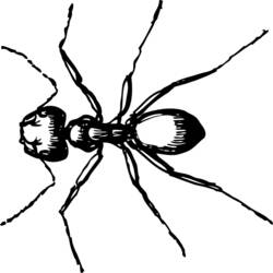着色页: 蚂蚁 (动物) #6966 - 免费可打印着色页