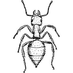 着色页: 蚂蚁 (动物) #6969 - 免费可打印着色页