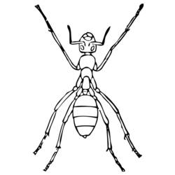着色页: 蚂蚁 (动物) #6975 - 免费可打印着色页