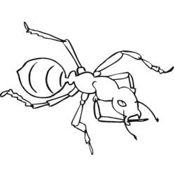 着色页: 蚂蚁 (动物) #7019 - 免费可打印着色页