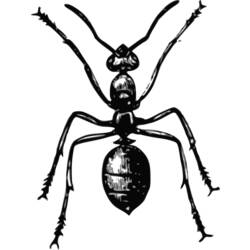 着色页: 蚂蚁 (动物) #7043 - 免费可打印着色页