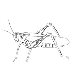 着色页: 蚂蚁 (动物) #7082 - 免费可打印着色页