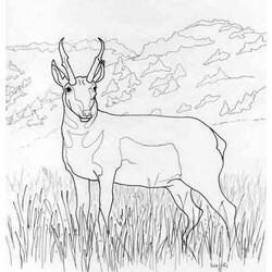 着色页: 羚羊 (动物) #22586 - 免费可打印着色页