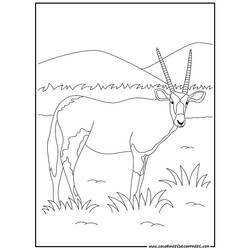着色页: 羚羊 (动物) #22587 - 免费可打印着色页