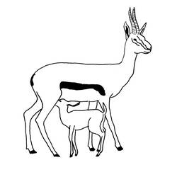 着色页: 羚羊 (动物) #22605 - 免费可打印着色页