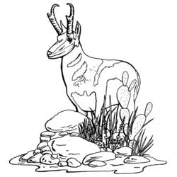着色页: 羚羊 (动物) #22606 - 免费可打印着色页