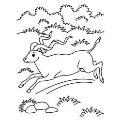 着色页: 羚羊 (动物) #22607 - 免费可打印着色页