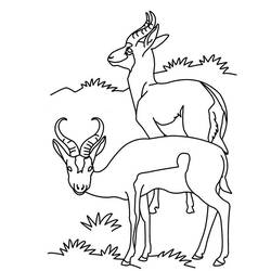 着色页: 羚羊 (动物) #22613 - 免费可打印着色页