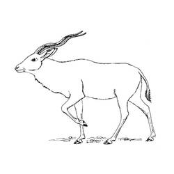 着色页: 羚羊 (动物) #22623 - 免费可打印着色页