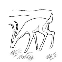 着色页: 羚羊 (动物) #22633 - 免费可打印着色页