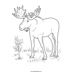 着色页: 羚羊 (动物) #22644 - 免费可打印着色页