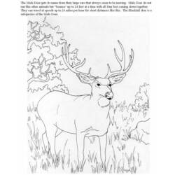 着色页: 羚羊 (动物) #22670 - 免费可打印着色页
