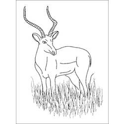 着色页: 羚羊 - 免费可打印的着色页