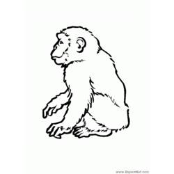 着色页: 狒狒 (动物) #800 - 免费可打印着色页