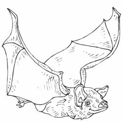 着色页: 蝙蝠 (动物) #2118 - 免费可打印着色页