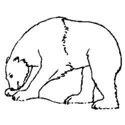 着色页: 熊 (动物) #12231 - 免费可打印着色页