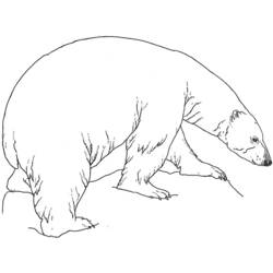 着色页: 熊 (动物) #12269 - 免费可打印着色页